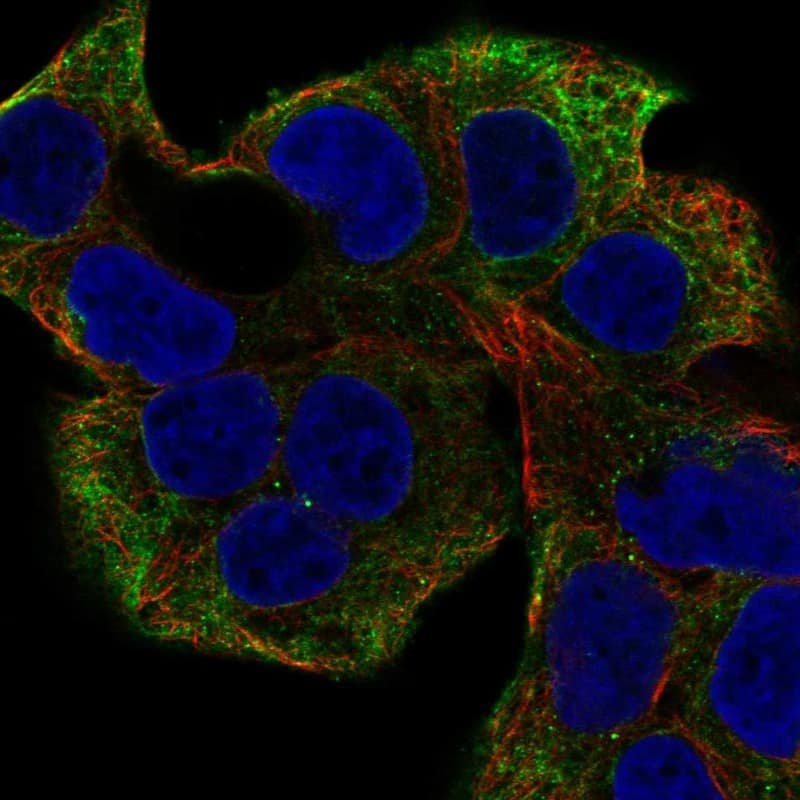 Immunocytochemistry/ Immunofluorescence NRAP Antibody - BSA Free