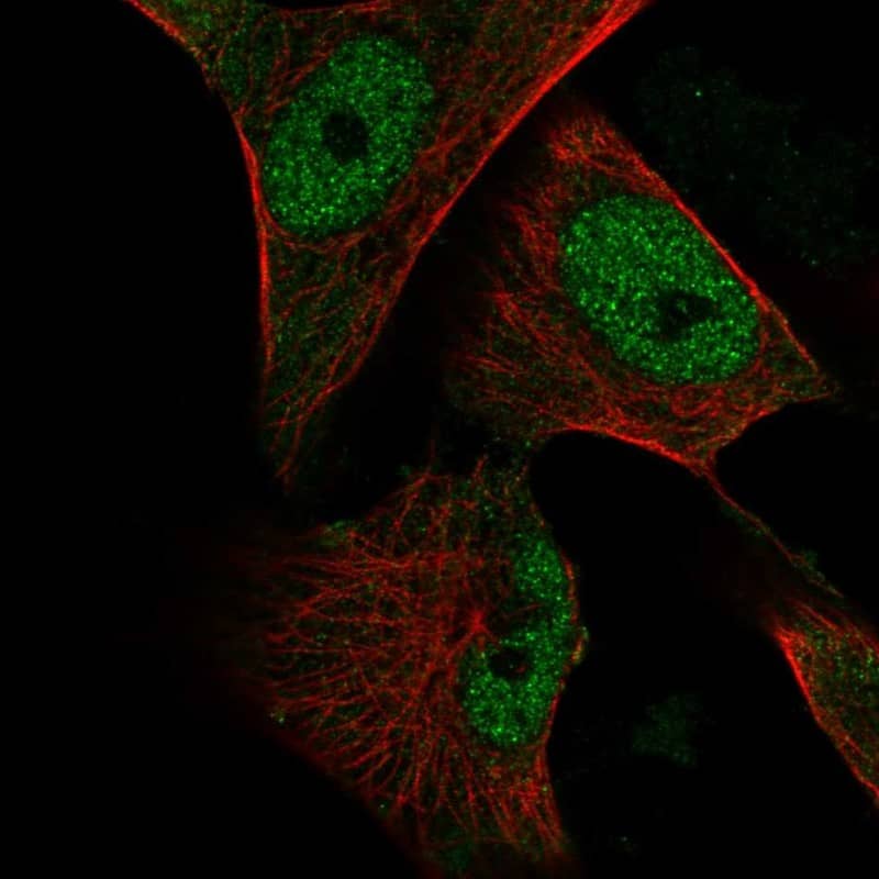 Staining of human cell line U-251MG shows localization to nucleoplasm.