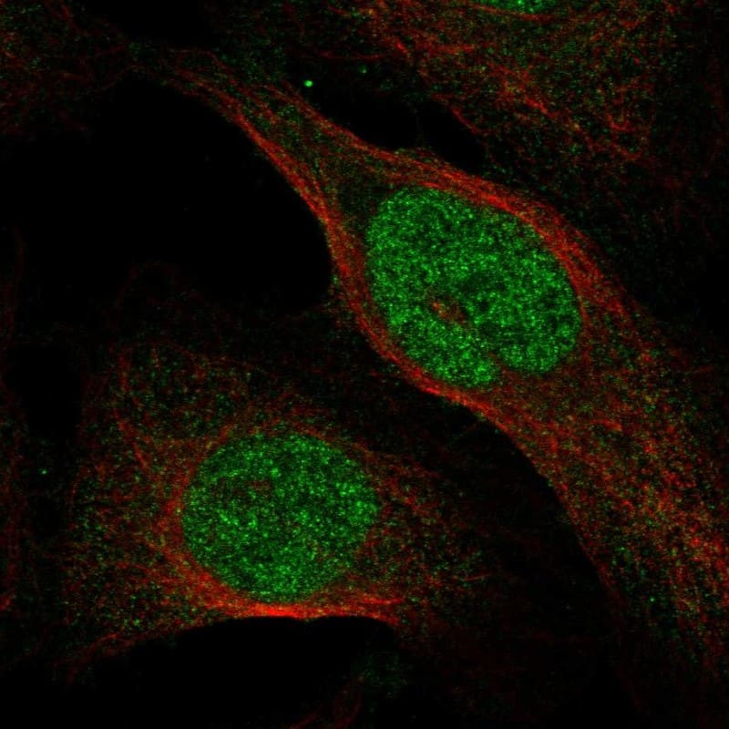 Staining of human cell line U2OS shows localization to nucleoplasm & cytosol.