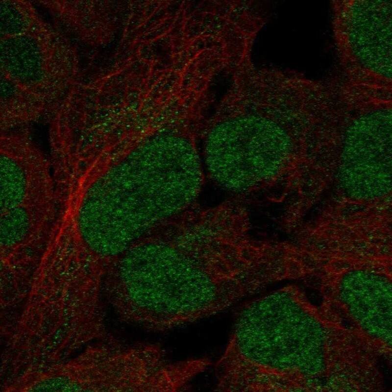 Immunocytochemistry/ Immunofluorescence OVOL3 Antibody