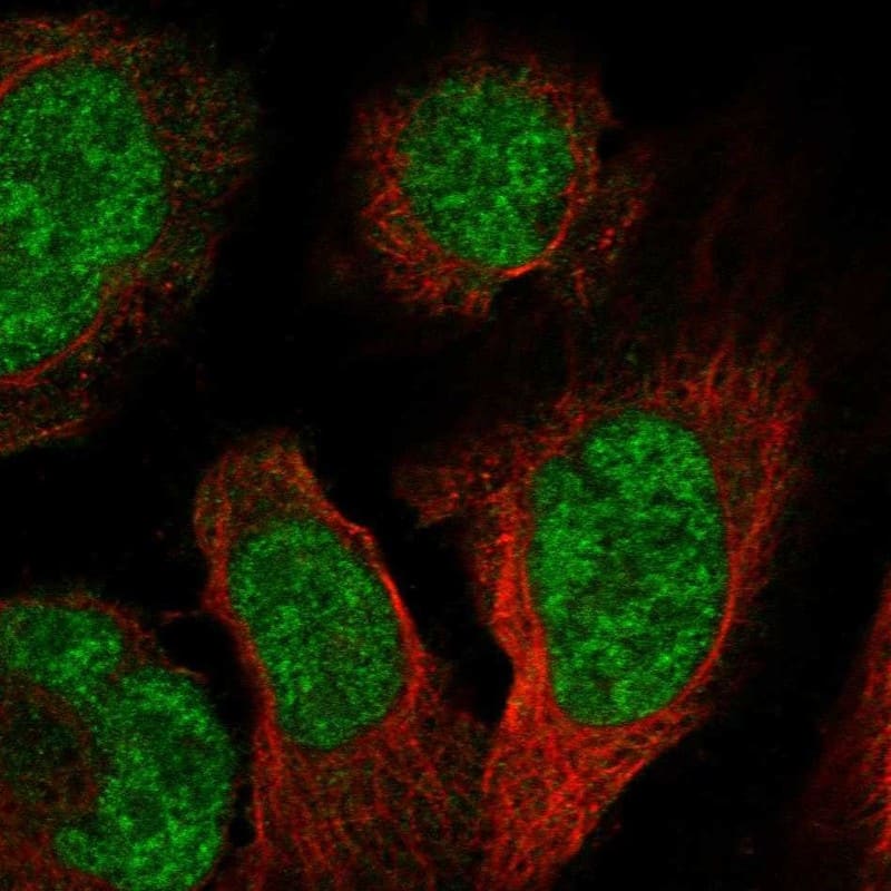 Staining of human cell line U2OS shows localization to nucleoplasm & cytosol.