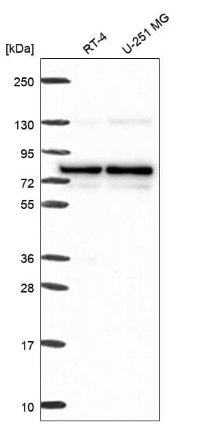 Western Blot PBXIP1 Antibody - BSA Free