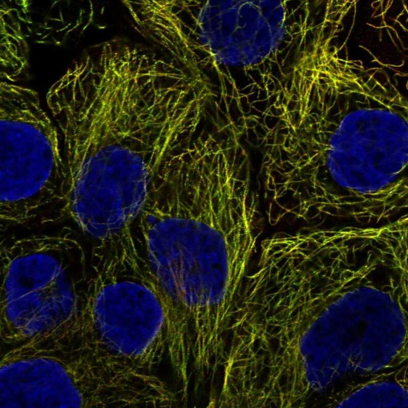 Staining of human cell line HaCaT shows localization to microtubules.