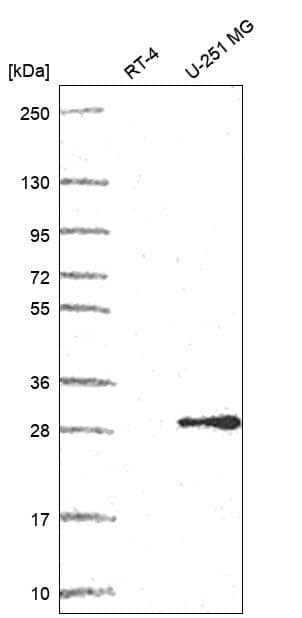 Western Blot POP4 Antibody - BSA Free