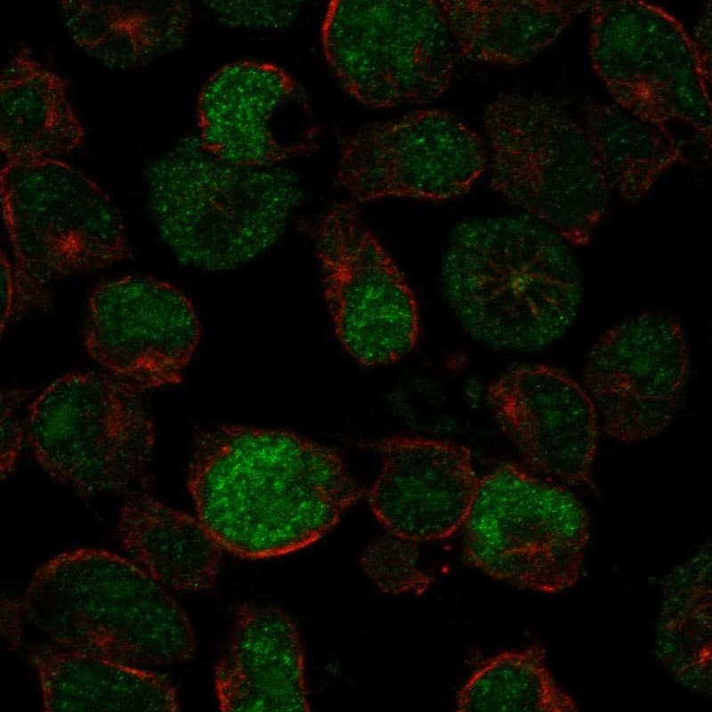 Immunocytochemistry/ Immunofluorescence PRDM13 Antibody