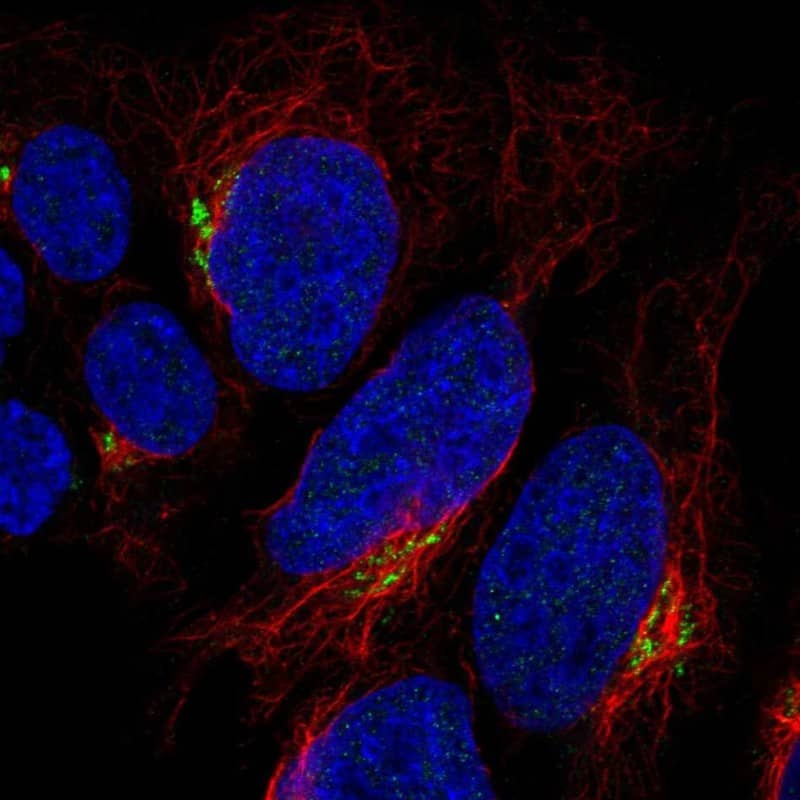 Staining of human cell line HAP1 shows localization to the Golgi apparatus.