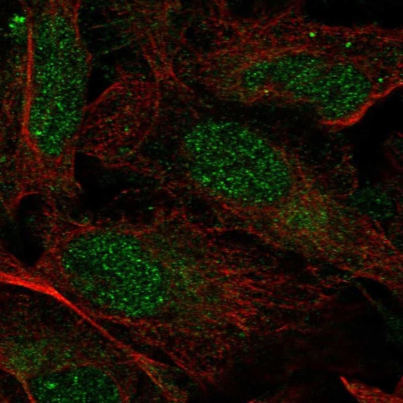 Staining of human cell line U2OS shows localization to nucleoplasm & cytosol.