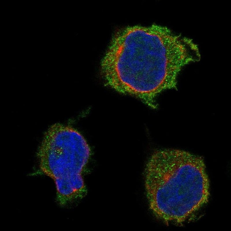 Staining of human cell line THP-1 shows localization to plasma membrane & cytosol.