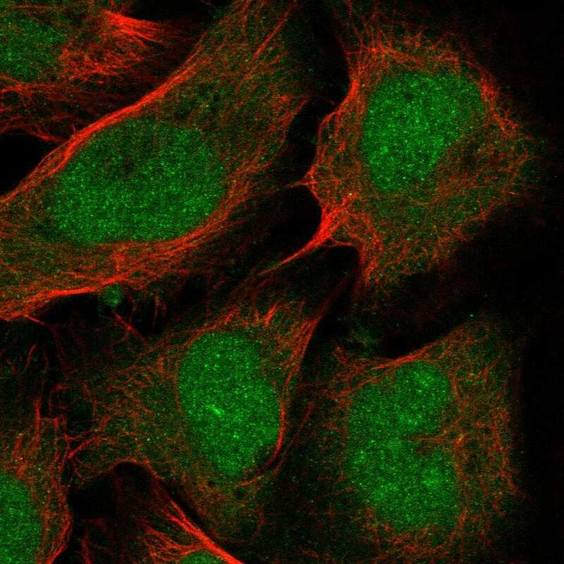 Staining of human cell line U2OS shows localization to nucleoplasm & cytosol.