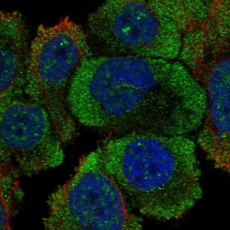 Staining of human cell line PC-3 shows localization to nuclear speckles, plasma membrane & cytosol.