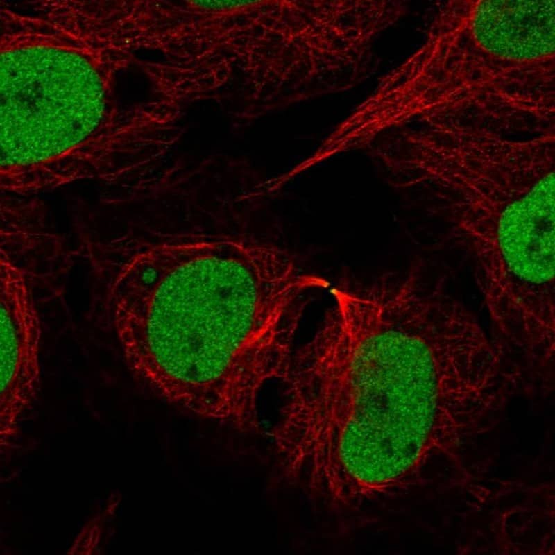 Staining of human cell line U2OS shows localization to nucleoplasm & midbody.