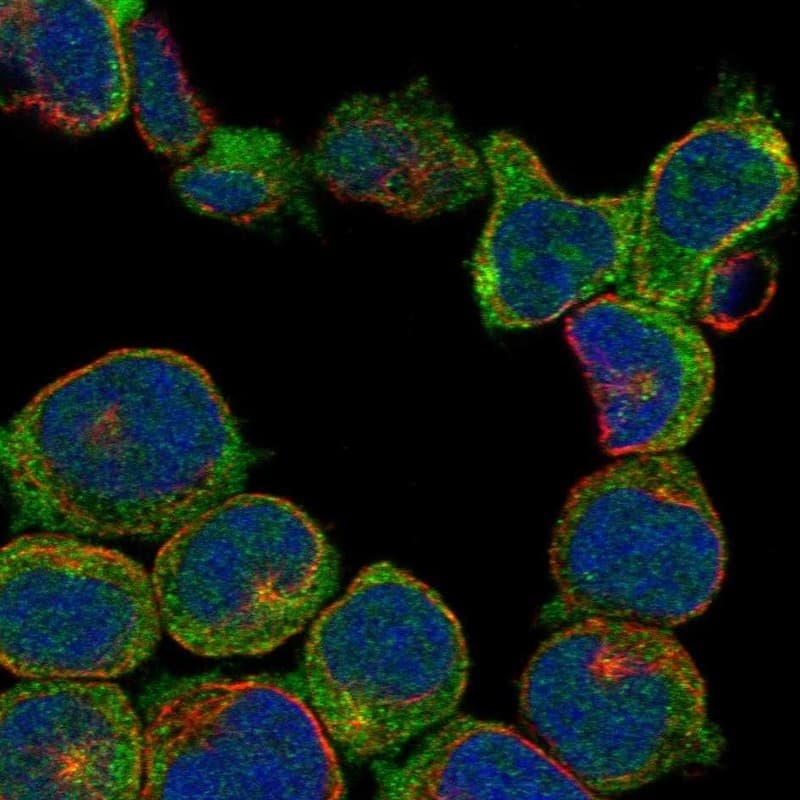 Staining of human cell line HEL shows localization to cytosol & the Golgi apparatus.