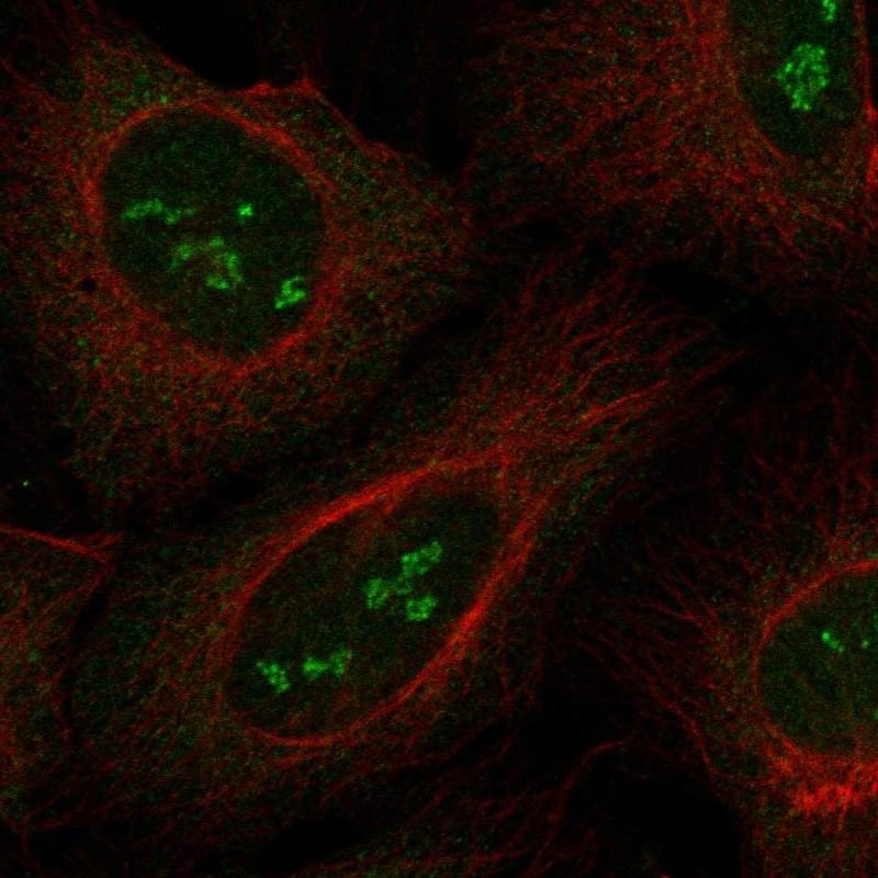 Staining of human cell line U2OS shows localization to nucleoli fibrillar center & cytosol.