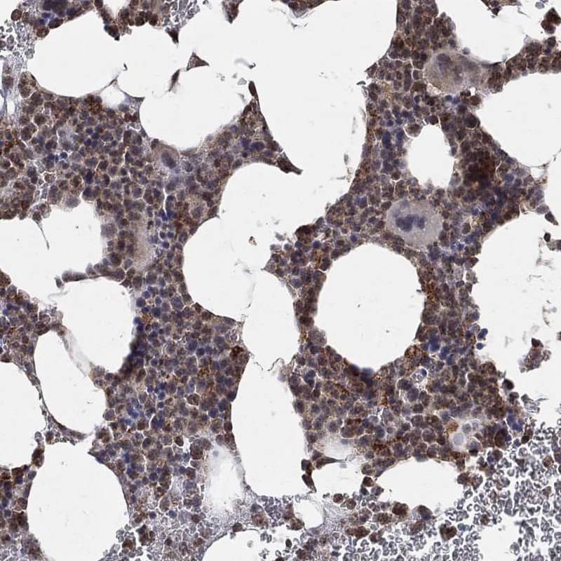Immunohistochemistry-Paraffin RIN3 Antibody - BSA Free