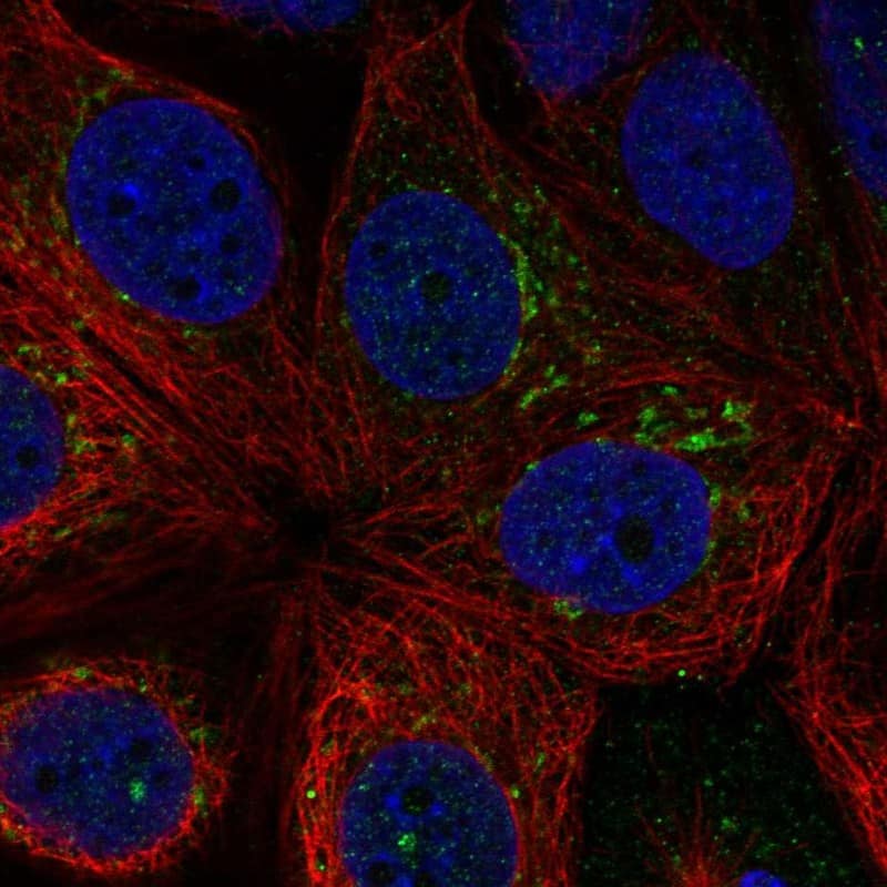 Staining of human cell line MCF-7 shows localization to the Golgi apparatus.
