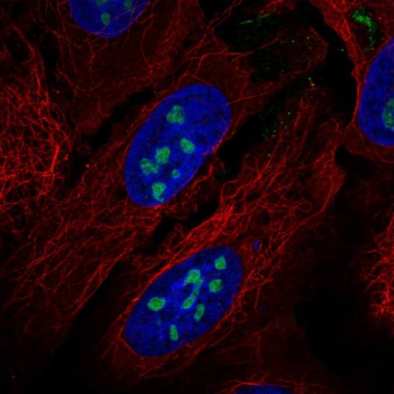 Staining of human cell line U2OS shows localization to nucleoli.