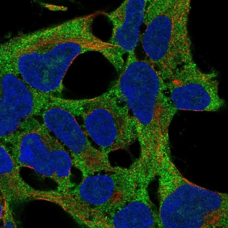 Staining of human cell line HEK293 shows localization to cytosol.