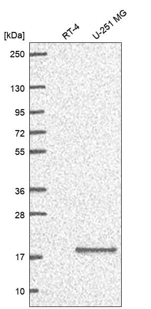 Analysis in human cell line RT-4 and human cell line U-251 MG.