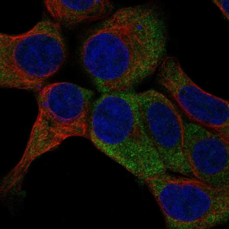 Staining of human cell line HAP1 shows localization to cytosol.