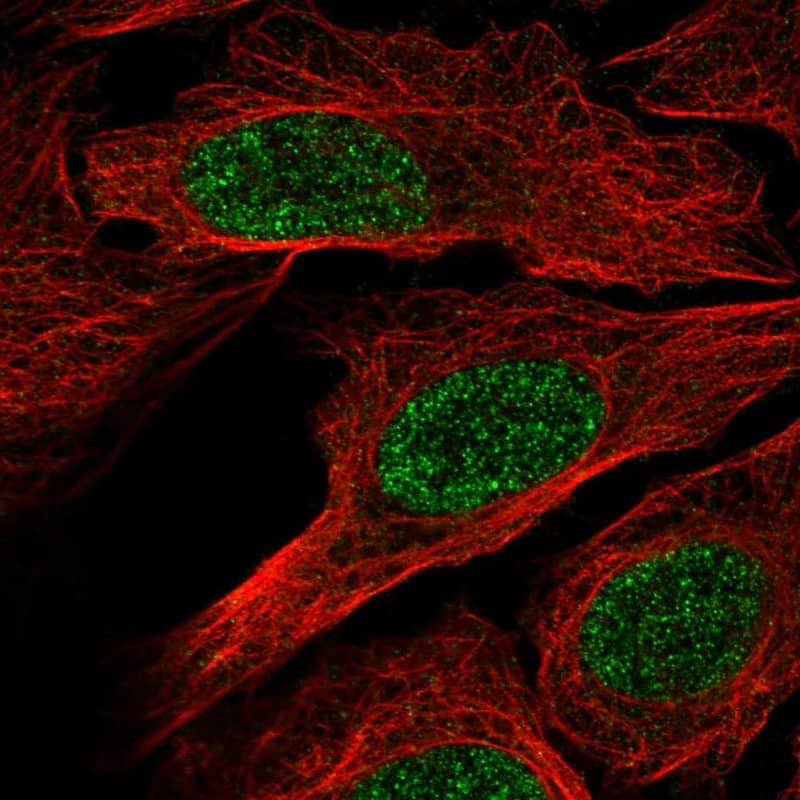 Staining of human cell line U2OS shows localization to nucleoplasm.