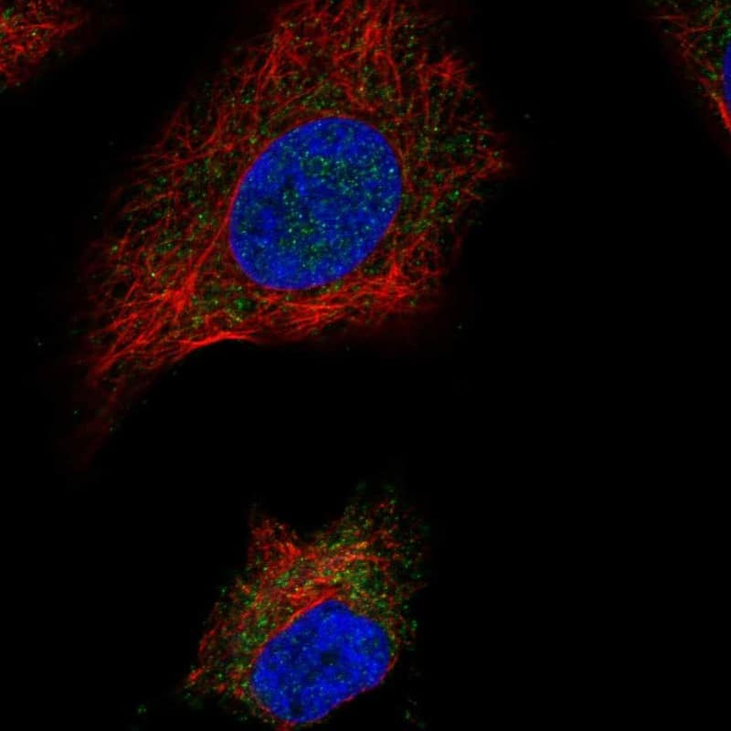 Immunocytochemistry/ Immunofluorescence SDH Assembly Factor 1 Antibody