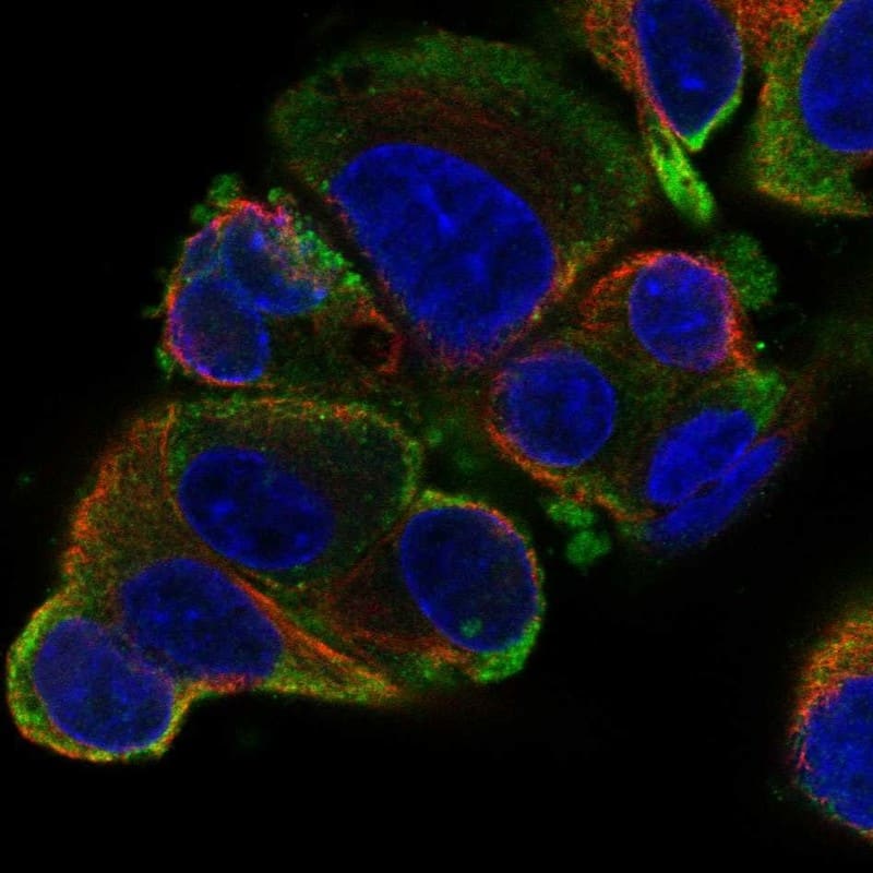 Staining of human cell line Hep-G2 shows localization to plasma membrane.