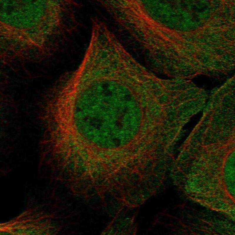 Staining of human cell line U2OS shows localization to nucleoplasm, plasma membrane & cytosol.