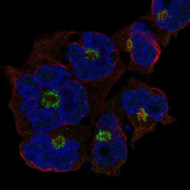 Staining of human cell line JURKAT shows localization to the Golgi apparatus.