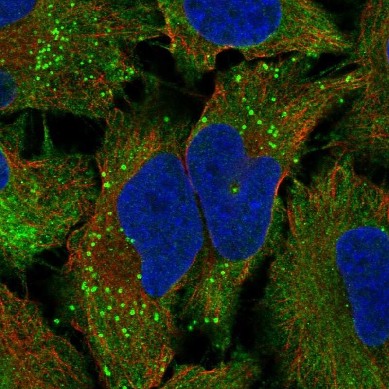 Immunocytochemistry/ Immunofluorescence TAS2R10 Antibody - BSA Free