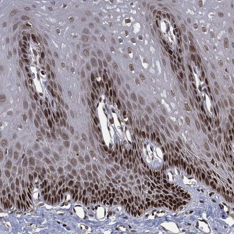Immunohistochemistry-Paraffin TBC1D22A Antibody - BSA Free