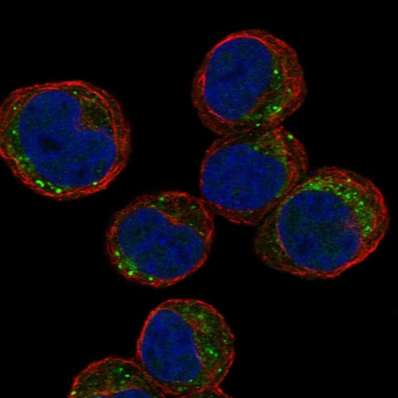 Immunocytochemistry/ Immunofluorescence TEX55 Antibody - BSA Free