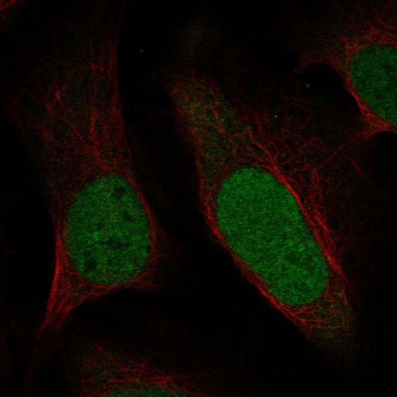 Staining of human cell line U2OS shows localization to nucleoplasm.