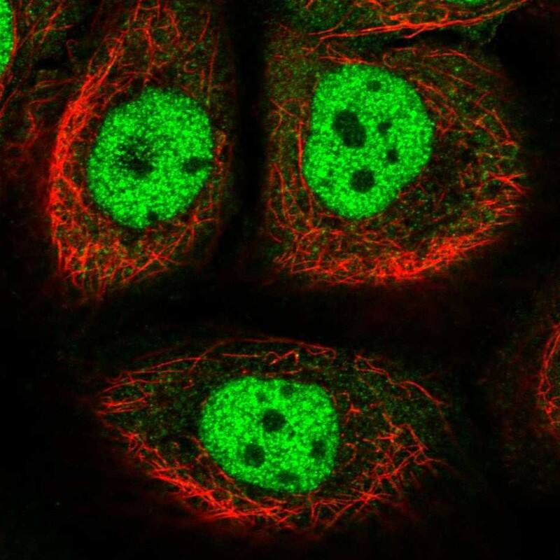 Staining of human cell line HaCaT shows localization to nucleoplasm.