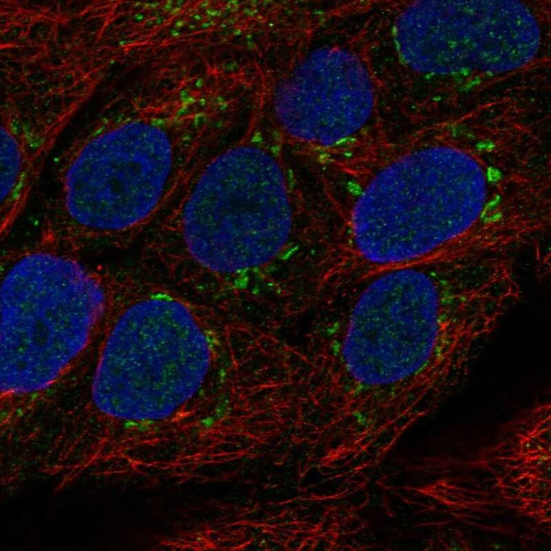 Staining of human cell line HaCaT shows localization to the Golgi apparatus.