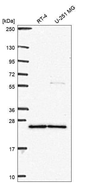 Analysis in human cell line RT-4 and human cell line U-251 MG.