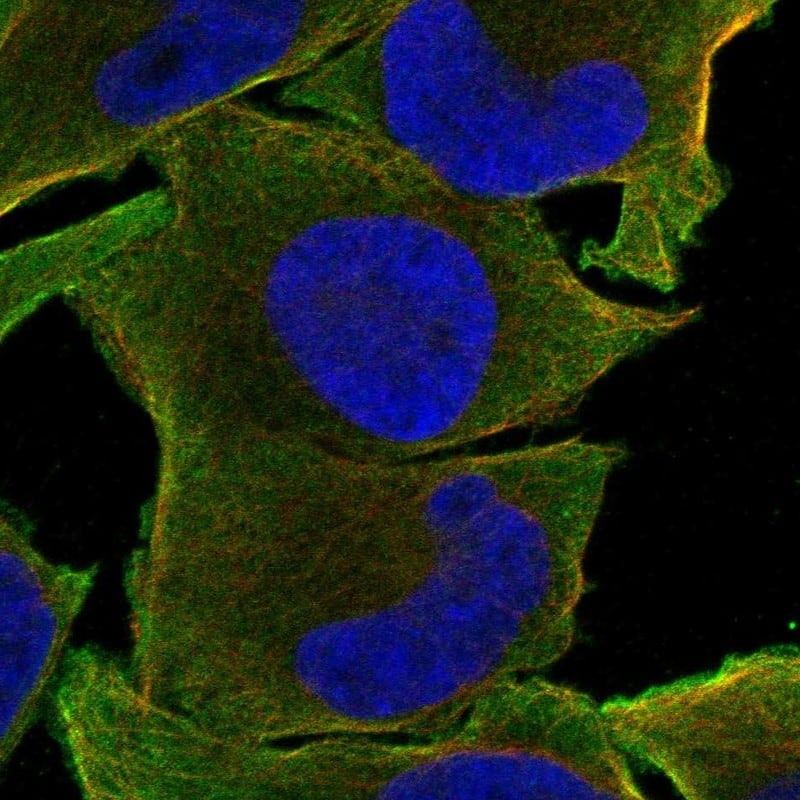 Staining of human cell line Rh30 shows localization to plasma membrane.