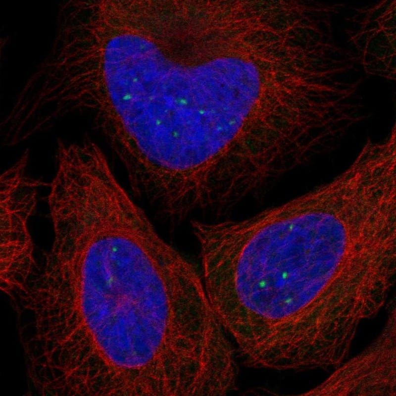 Staining of human cell line U2OS shows localization to nuclear bodies.