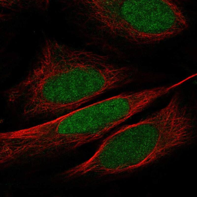 Staining of human cell line U2OS shows localization to nucleoplasm.