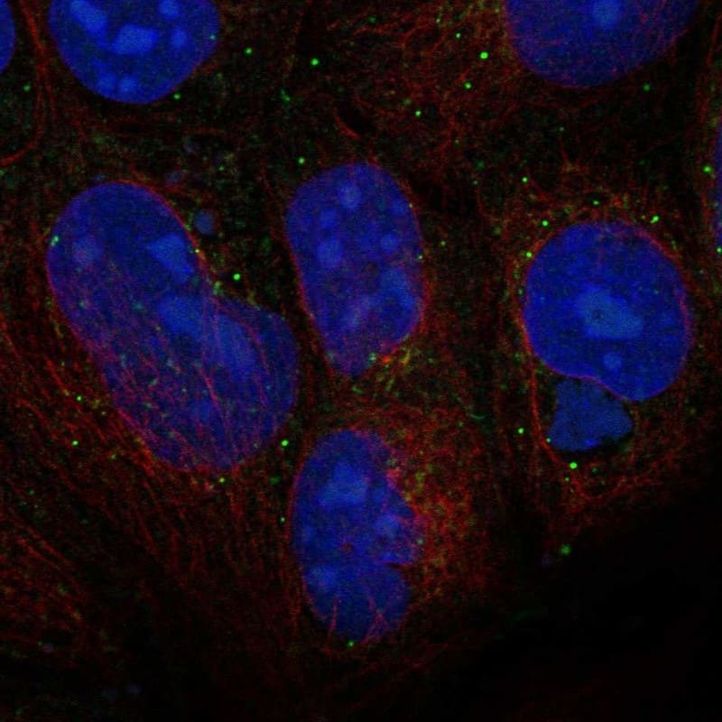 Staining of human cell line CACO-2 shows localization to vesicles.