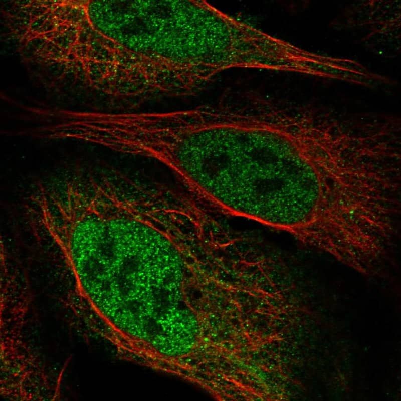 Staining of human cell line U2OS shows localization to nucleoplasm & cytosol.