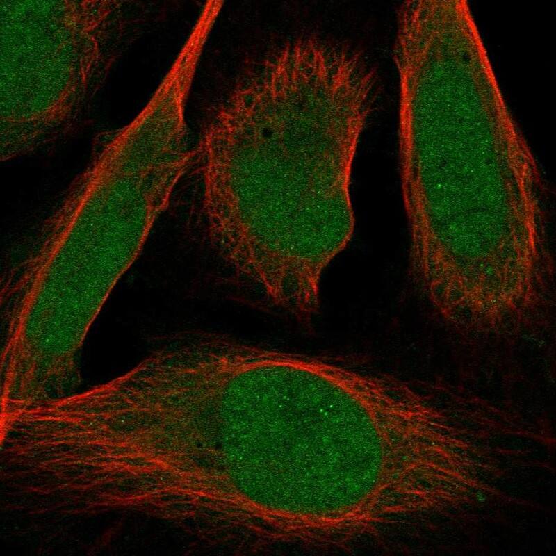 Staining of human cell line U2OS shows localization to nucleoplasm.