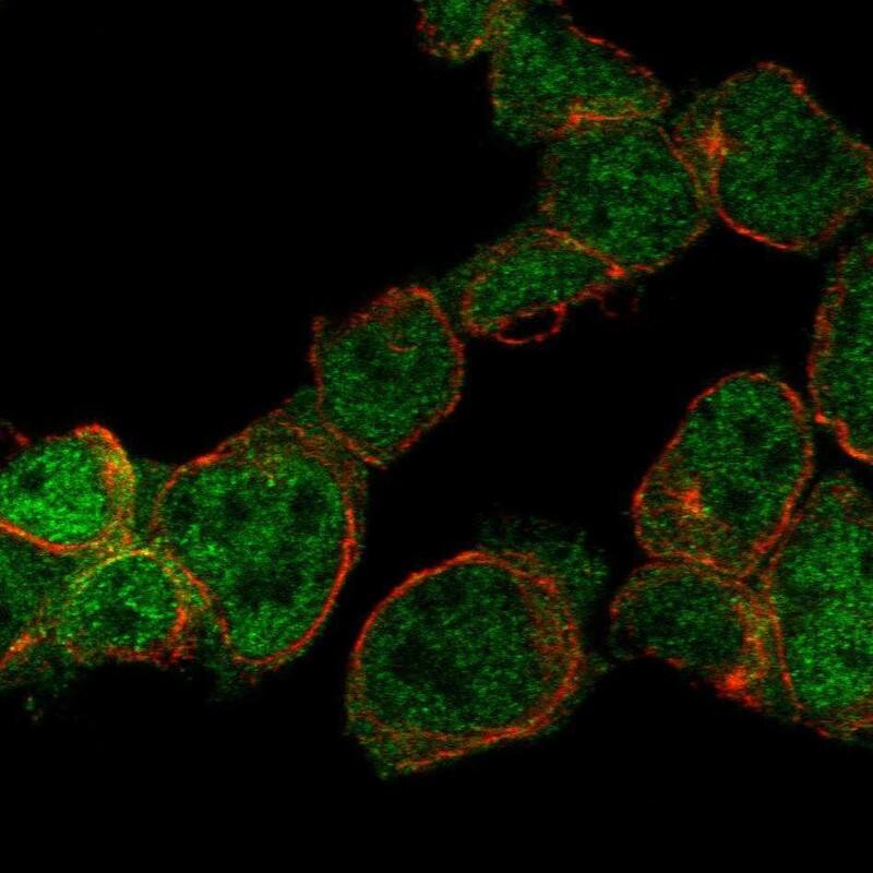 Staining of human cell line HEL shows localization to nucleoplasm & cytosol.