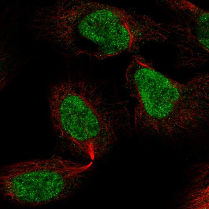 Staining of human cell line U2OS shows localization to nucleoplasm.