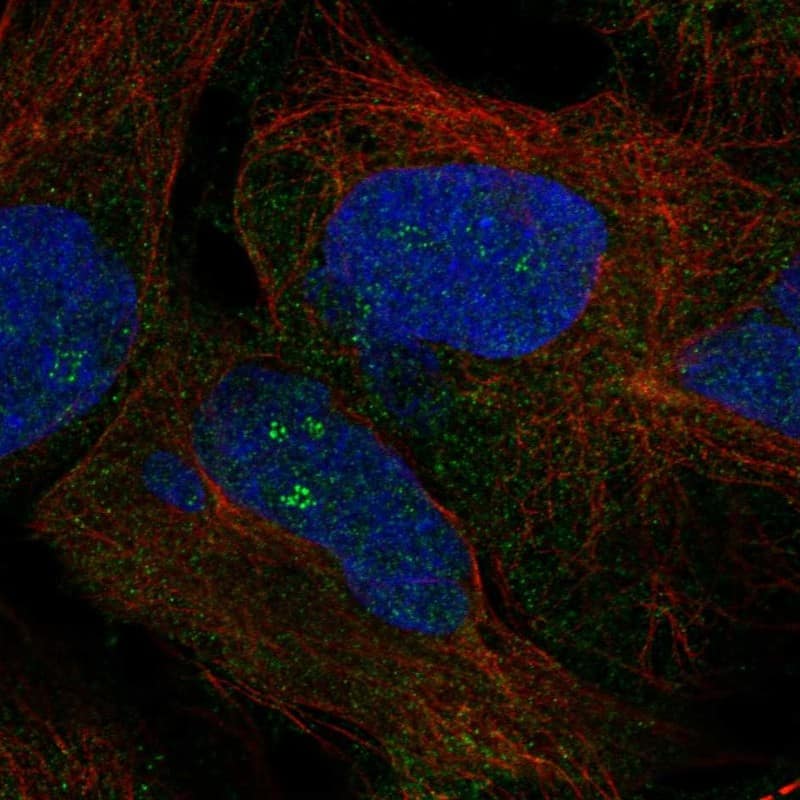 Staining of human cell line SuSa shows localization to nucleoli fibrillar center.