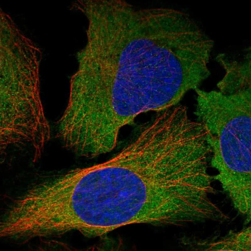 Staining of human cell line U2OS shows localization to cytosol.