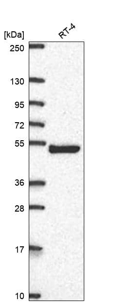 Western Blot AP1M2 Antibody