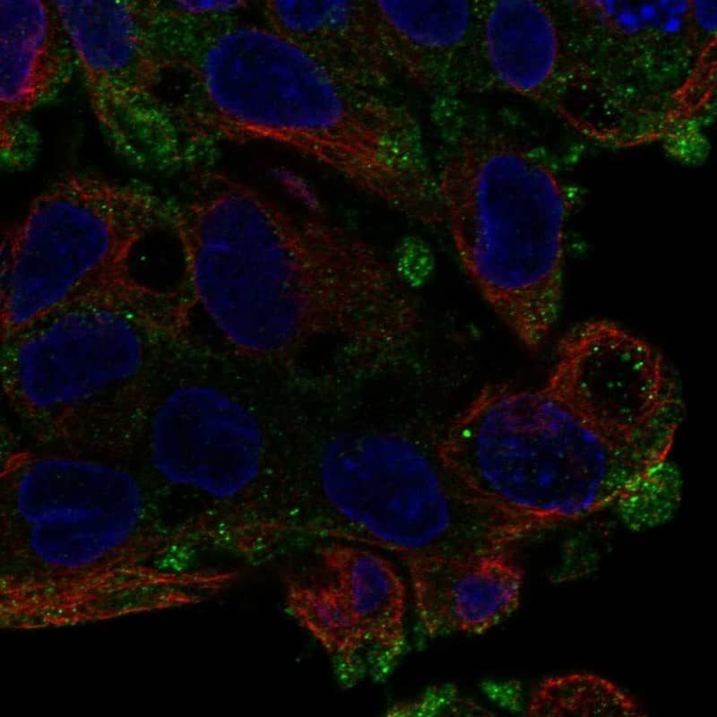 Staining of human cell line Hep-G2 shows localization to plasma membrane & vesicles.