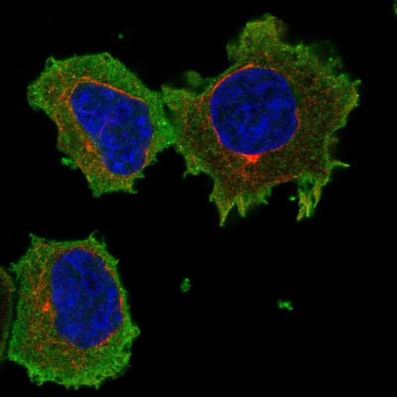 Staining of human cell line THP-1 shows localization to plasma membrane & cytosol.