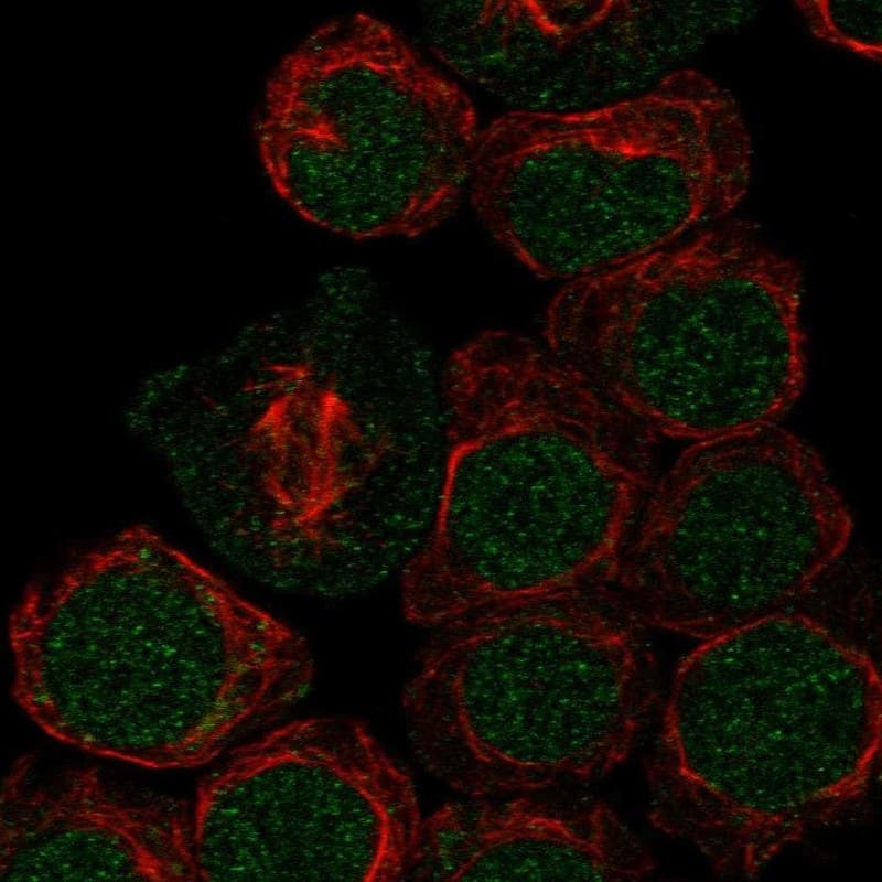 Staining of human cell line HEL shows localization to nucleoplasm.