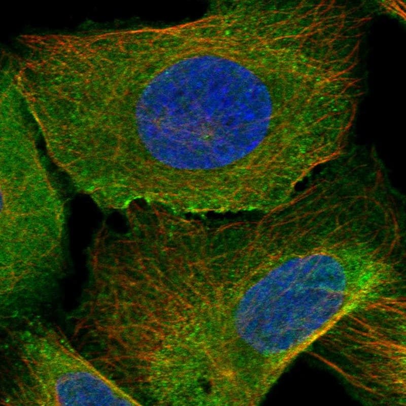 Staining of human cell line U2OS shows localization to plasma membrane & centriolar satellites.